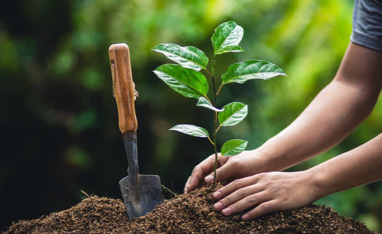 Enhance Your Landscape with Stunning Plants & Trees