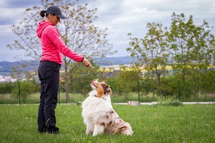 Mastering Agility Agility Training with Expert Tips