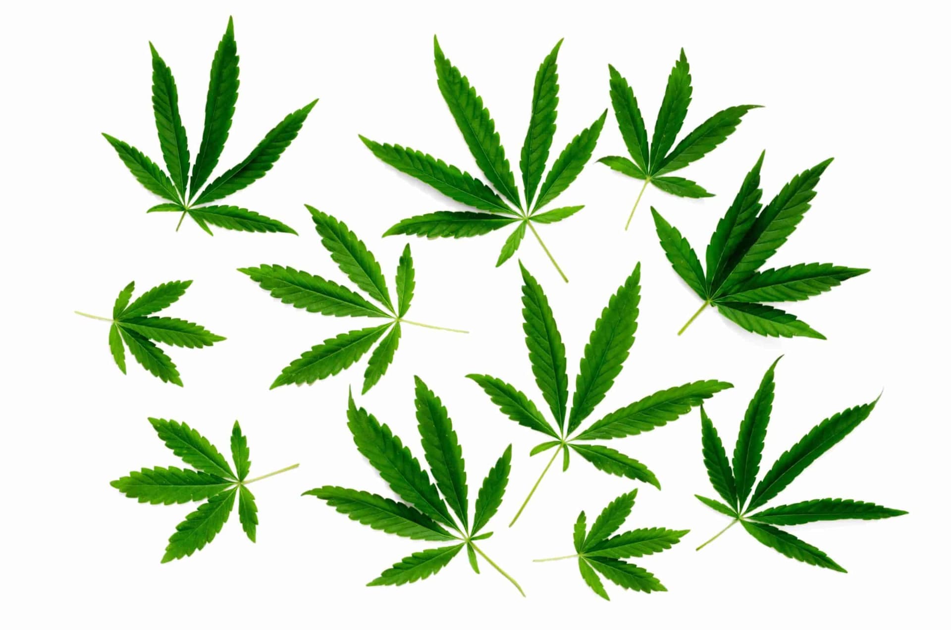 Csc hamburg – Cannabis Social Club für Hamburg