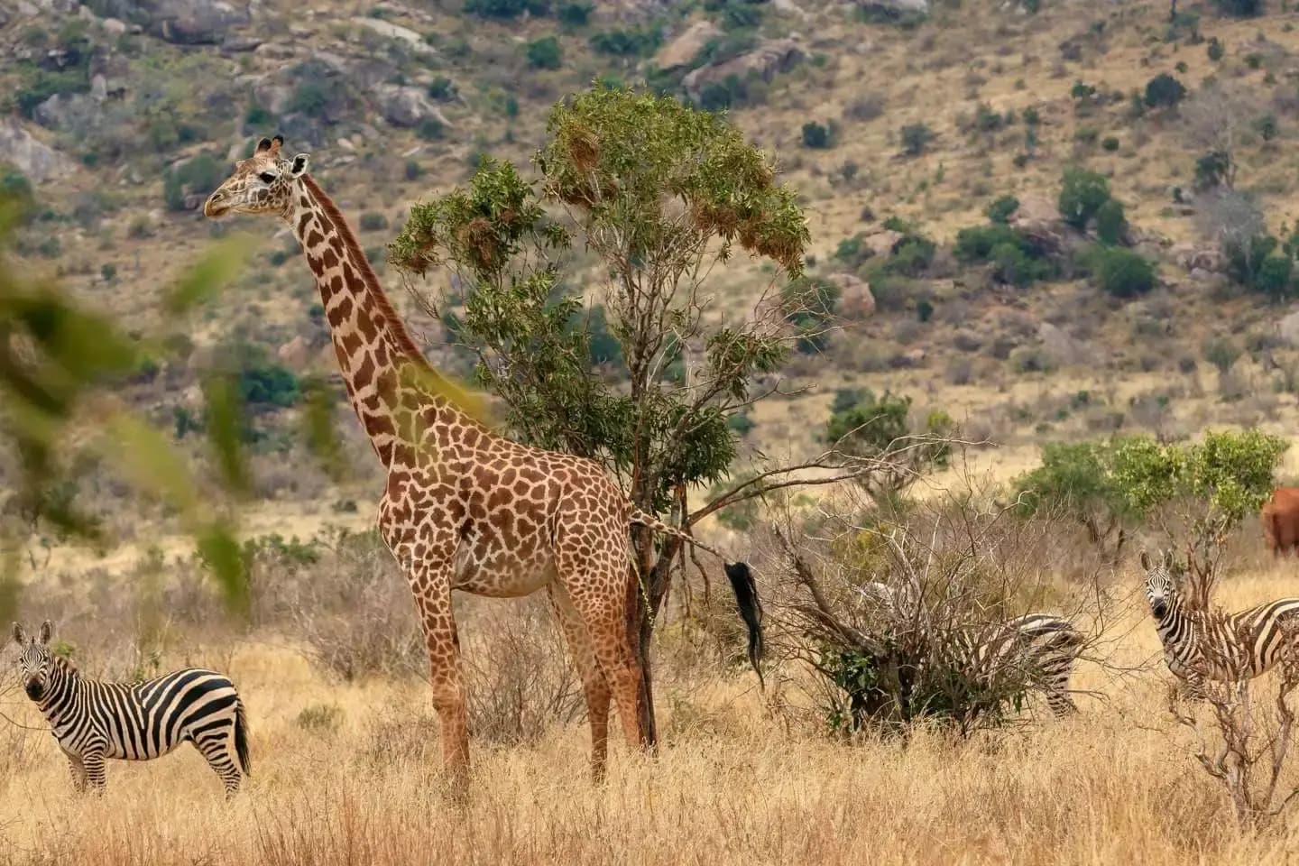 Explore the Big Five on a Kenya Tanzania Safari
