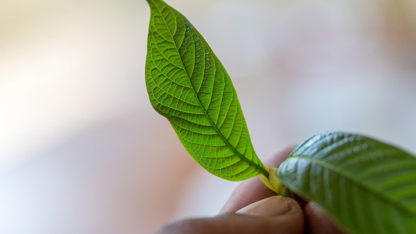 Visit Popup CNX – A Kratom Tea Shop Chiang Mai Proudly Supports
