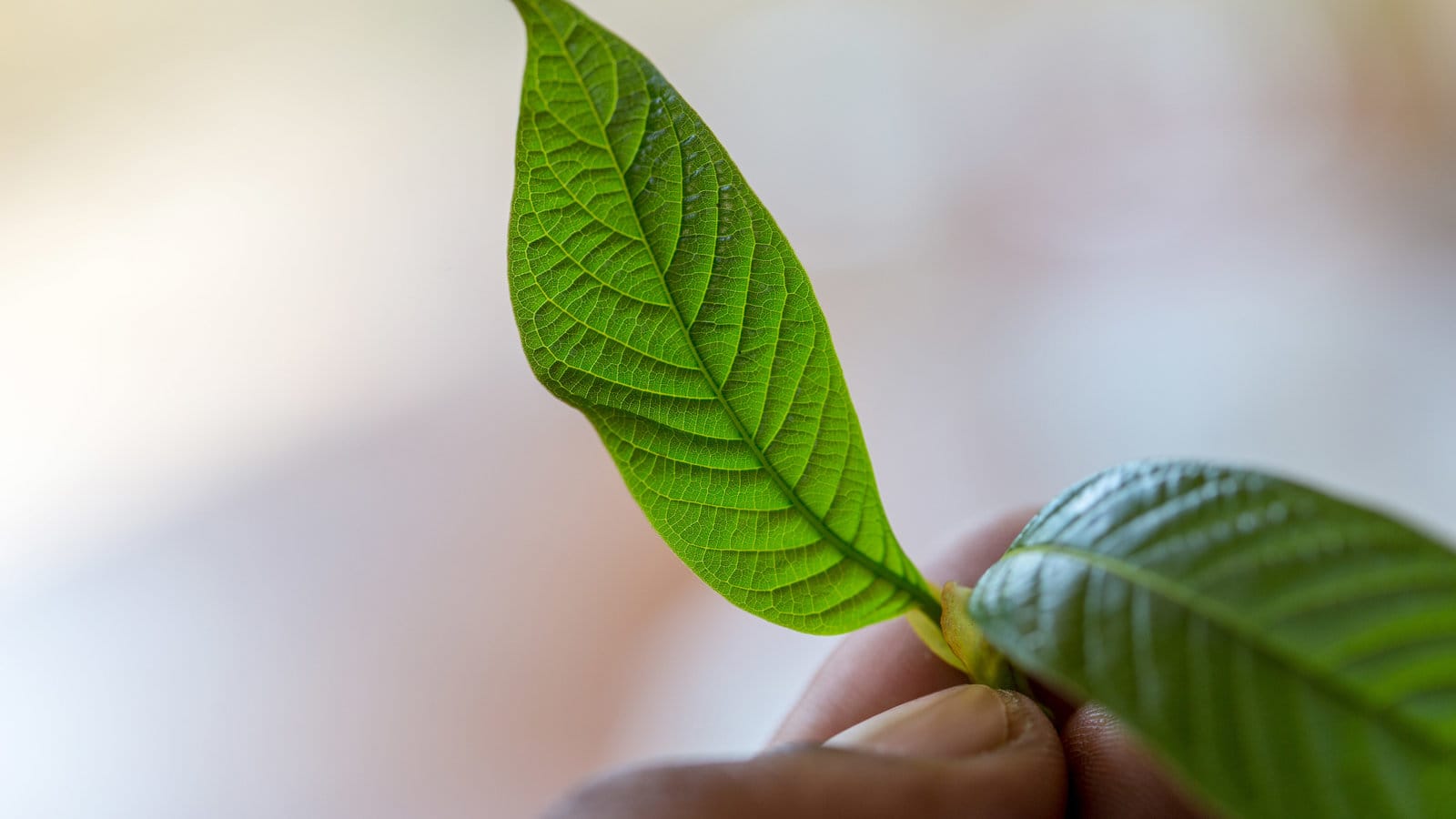 Visit Popup CNX – A Kratom Tea Shop Chiang Mai Proudly Supports