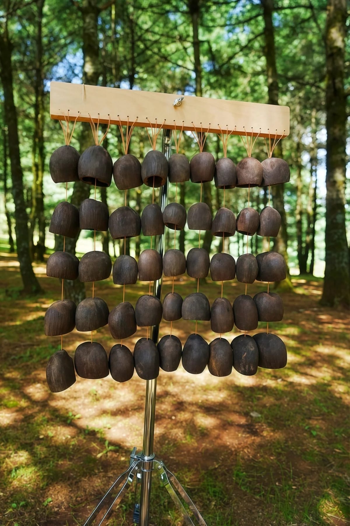 Tropical Seed Pod Collection Featuring Unique Natural Botanical Art