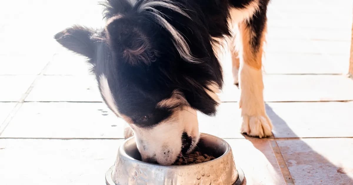 Comparing Badlands Ranch Dog Food with Other Premium Brands
