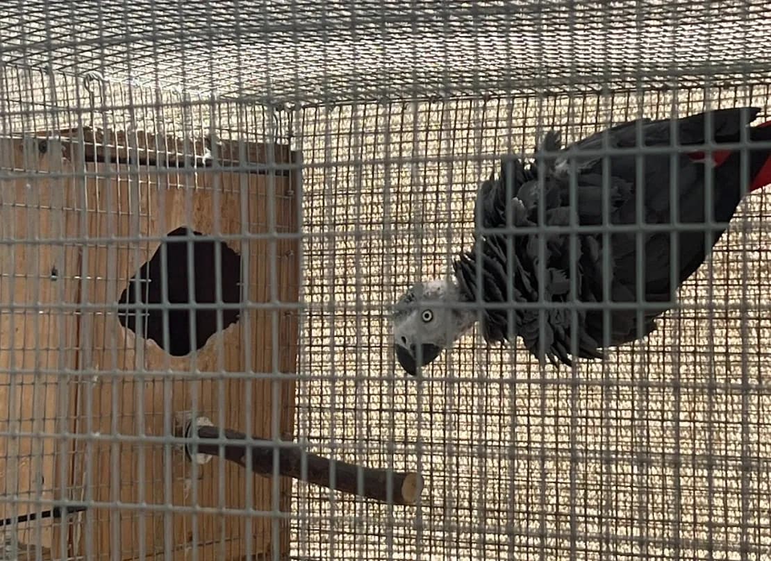 Parrots for Sale – Top-Rated Breeder Amazing Birds Farm