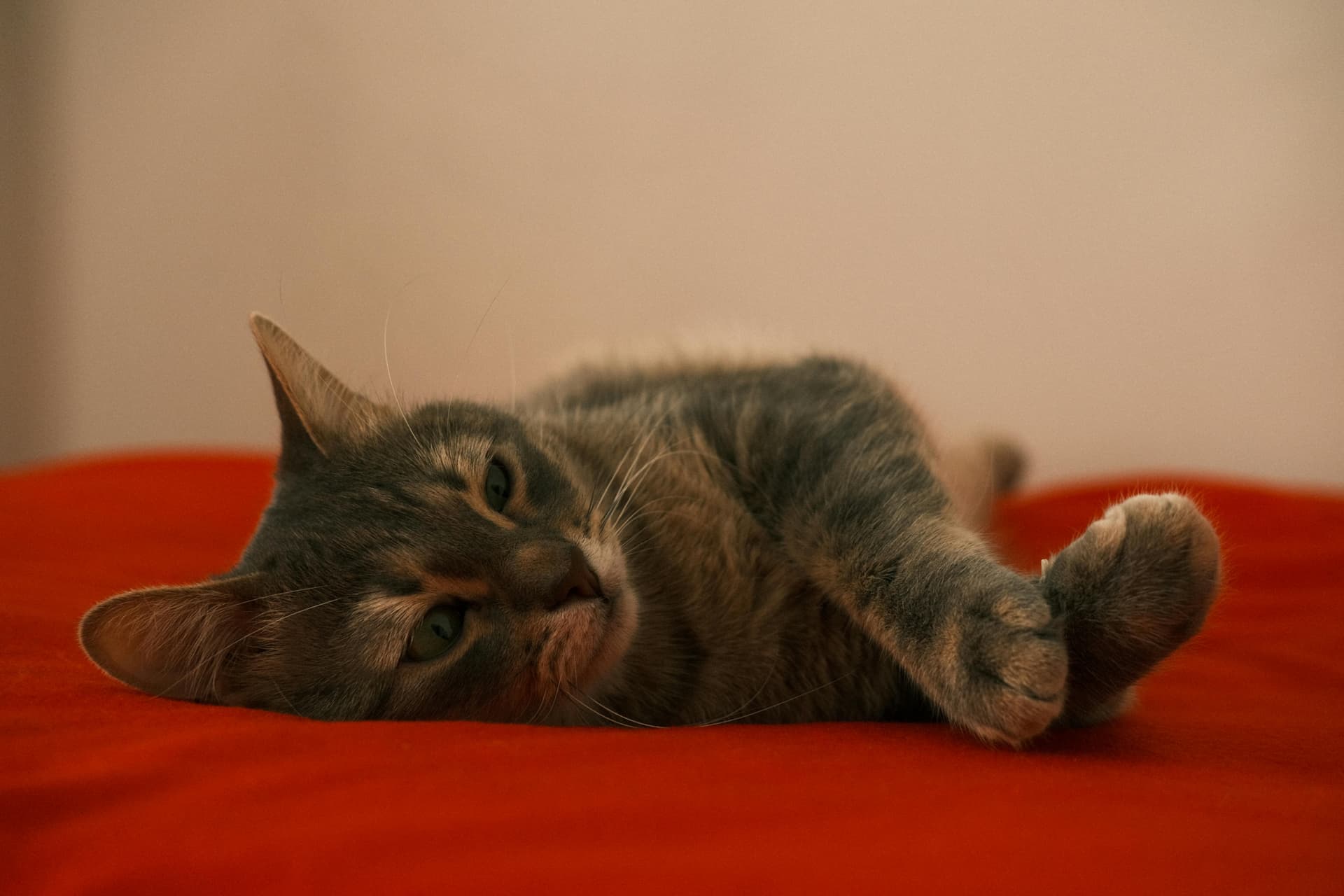 Maine Coon Cats for Sale Near Me – Find Loving Companions Nearby