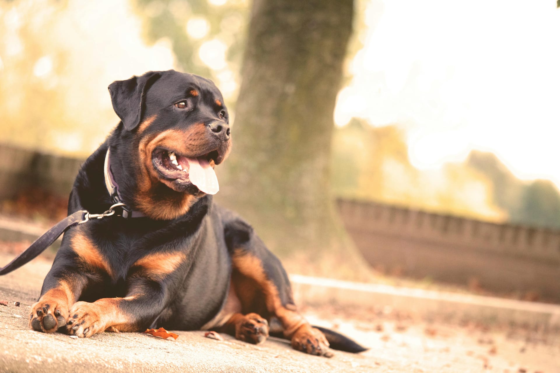 Security Dog Services Coventry – Professional Security Dogs