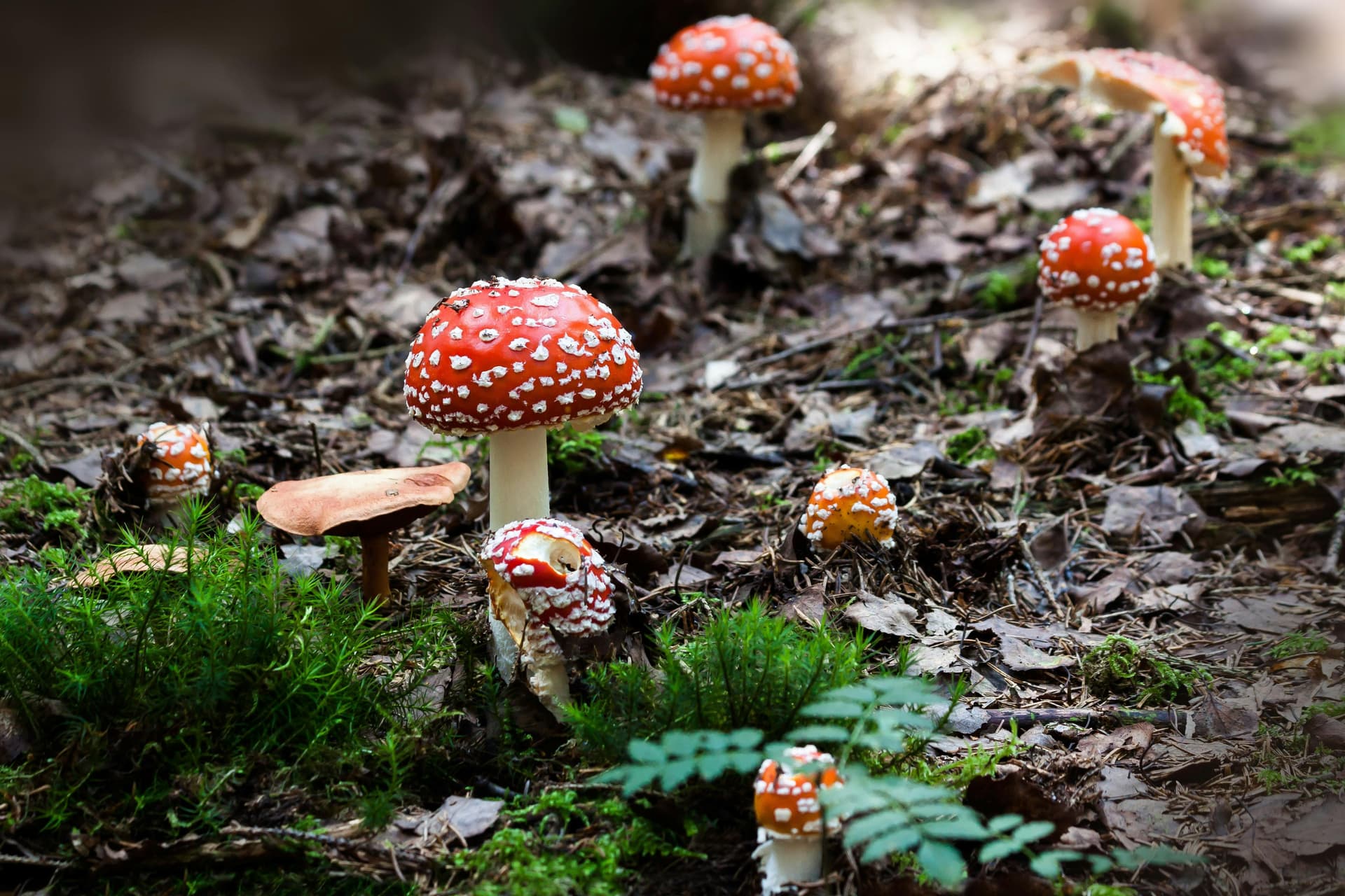 HOW MUSHROOMS INSPIRE BOLD, SAVORY SAUCE PROFILES