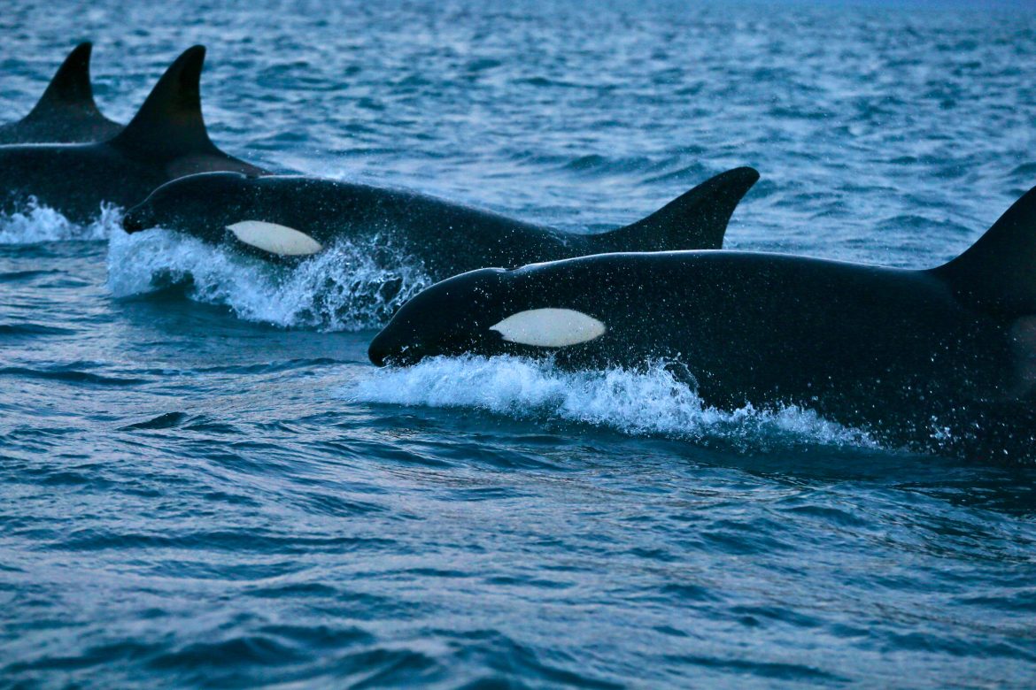 The Future of the Sea: A-LAW with marianthi baklava Transforming Law