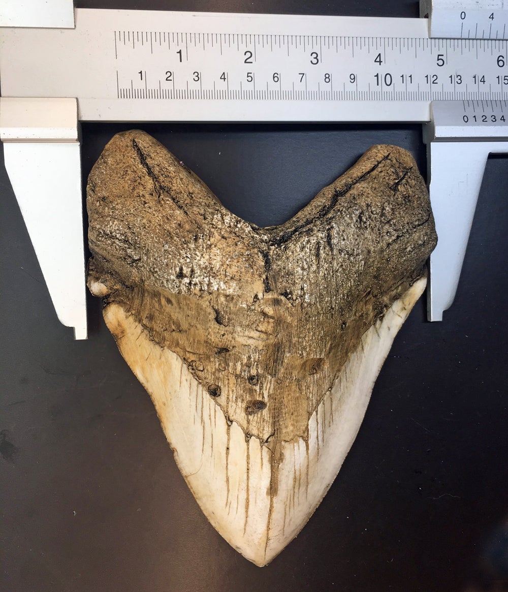 TIPS BEFORE YOU VISIT FOSSIL DRIVEN’S MEGALODON COLLECTION