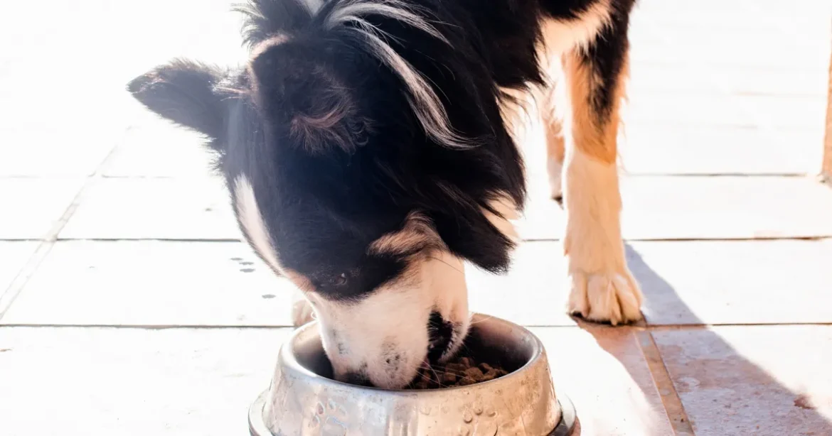 Comparing Badlands Ranch Dog Food with Other Premium Brands