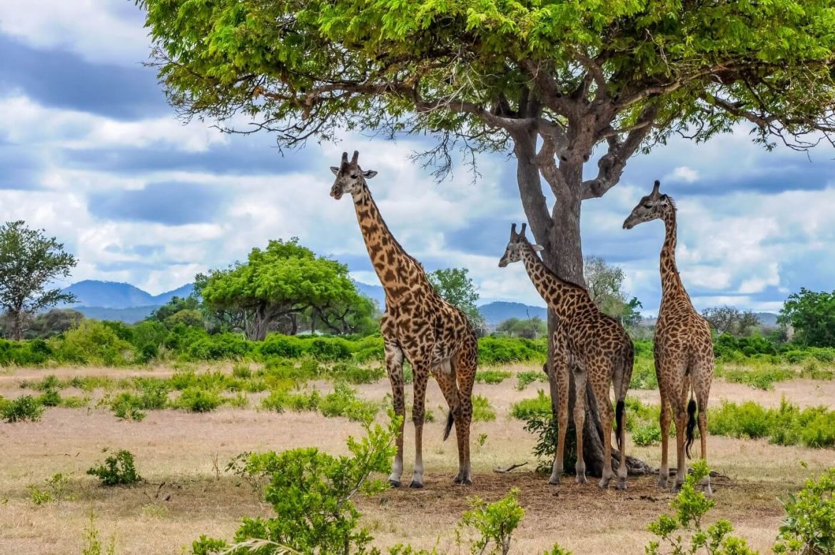 Family-Friendly Mikumi National Park Tanzania Safari Packages to Try
