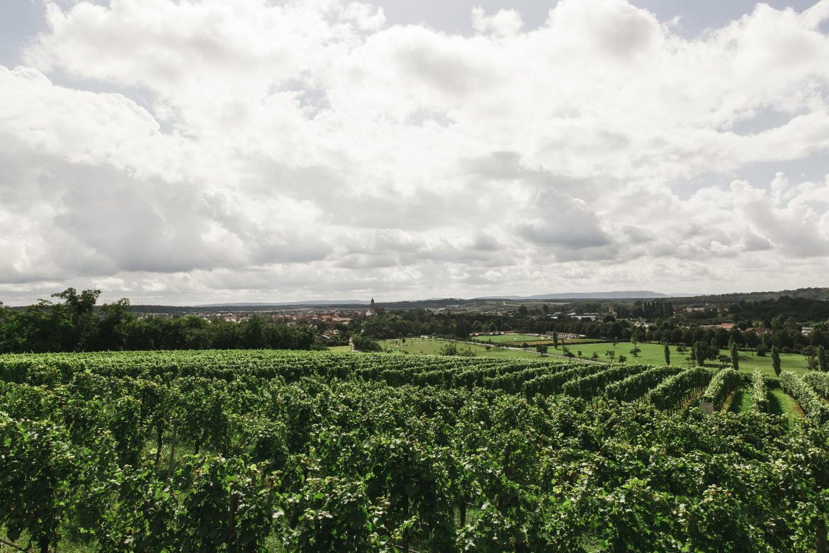 Clarksburg CA Wine Adventures for Every Palate