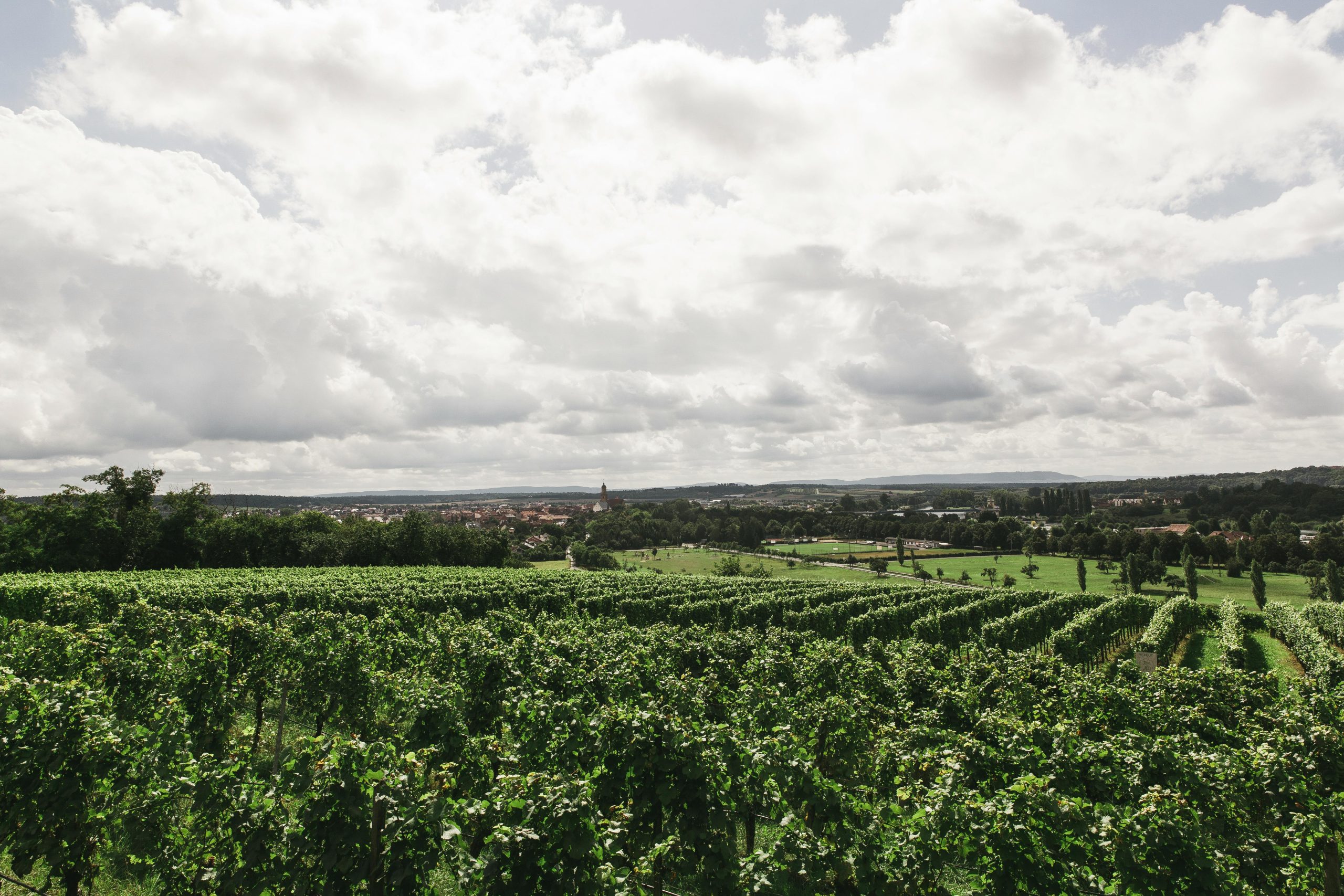 Clarksburg CA Wine Adventures for Every Palate