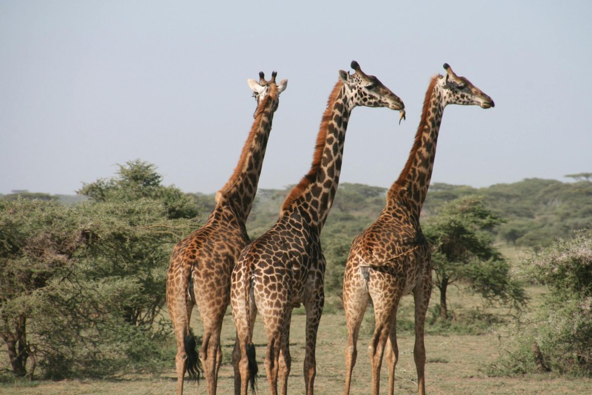 Unforgettable Tanzania Safari Adventures for Wildlife Lovers