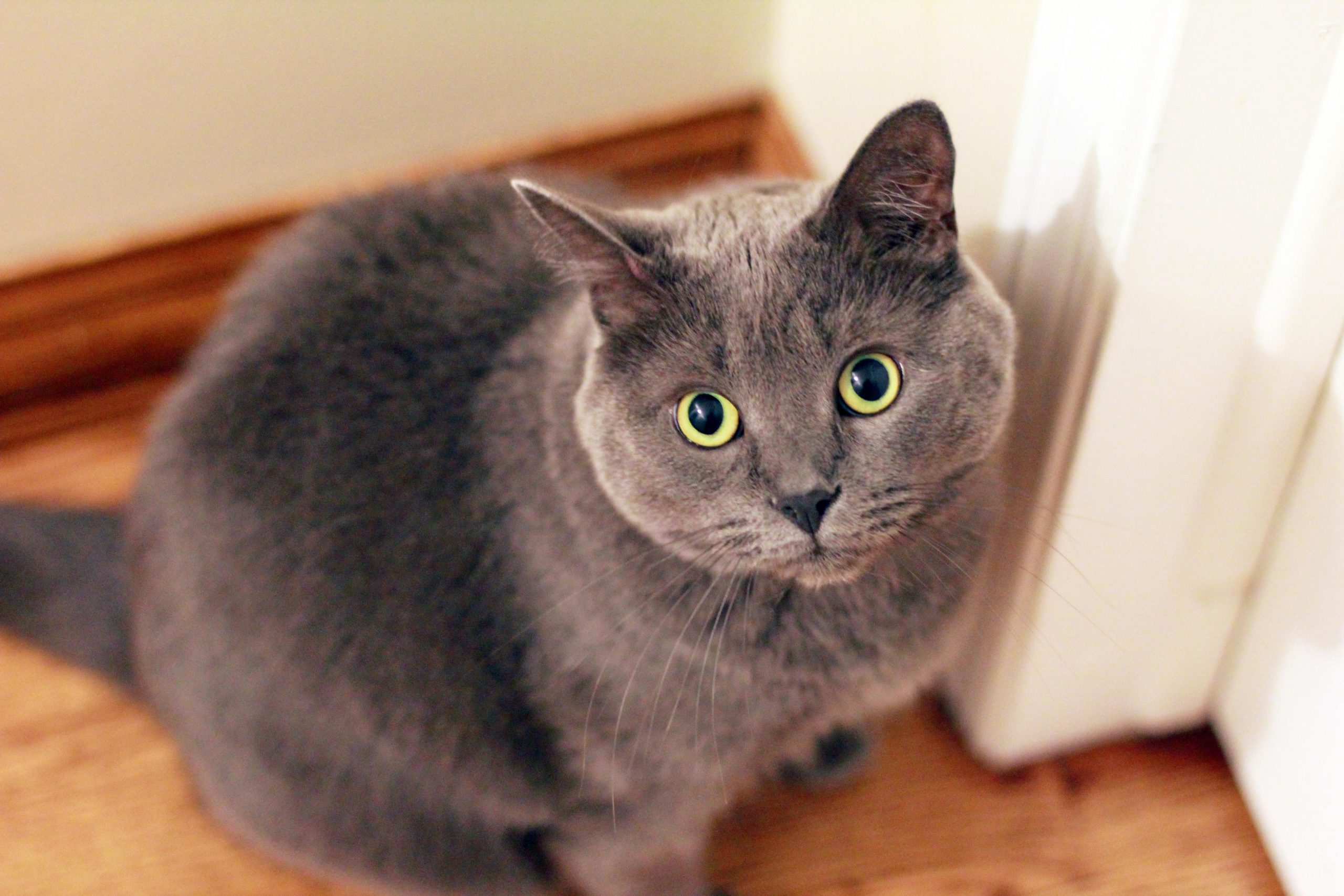 Maine Coon Cats for Sale Sacramento with Exceptional Temperaments