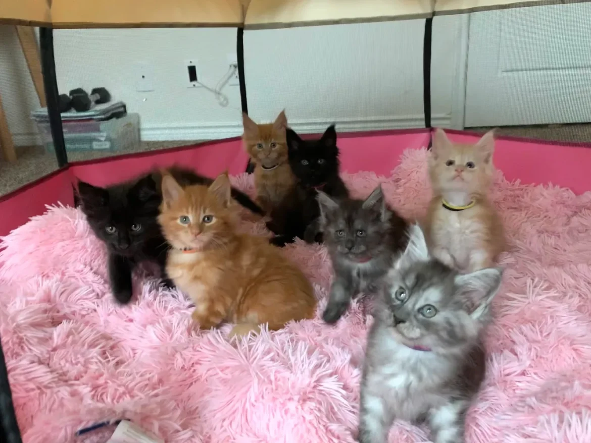 Reserve Your Maine Coon Kitten in Sacramento Today