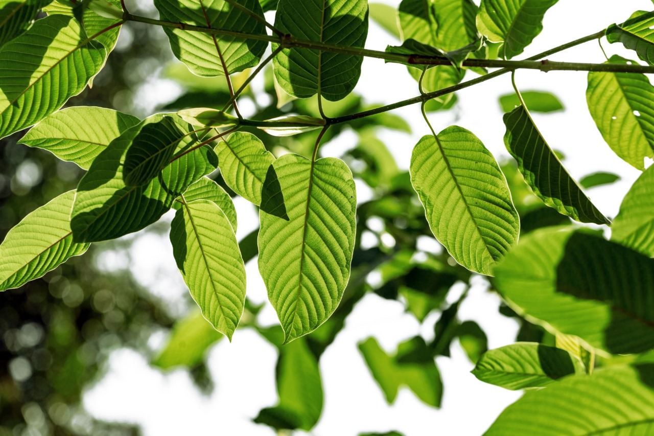 The Best Kratom Tea Shop Chiang Mai Has to Offer