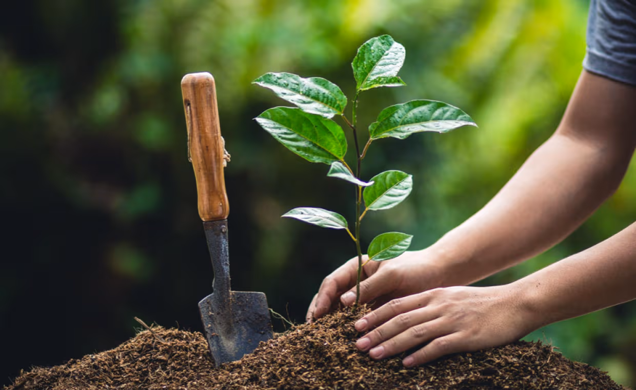 Enhance Your Landscape with Stunning Plants & Trees