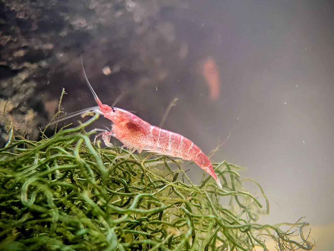 Buy Opae Ula with Everything Needed for Success